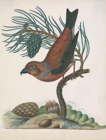 Bolton, James, active 1775-1795, artist. Red crossbill (Loxia curvirostra), male, with Scots pine (Pinus sylvestris L.), from the natural history cabinet of Anna Blackburne.