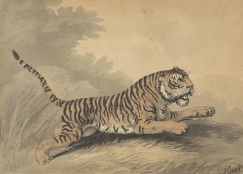 Samuel Howitt A Tigress Leaping to the Right