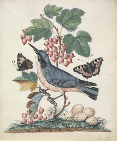 Eurasian nuthatch (Sitta europaea) and eggs, with red currant (Ribes cf. rubrum L.) and Small tortoiseshell (Aglais urticae), both closed and open, from the natural history cabinet of Anna Blackburne.