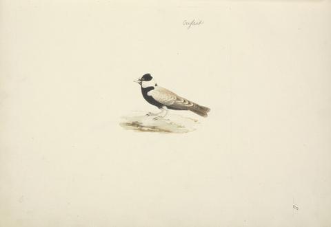 Luigi Balugani Eremopterix nigriceps (Black-crowned Sparrow Lark)