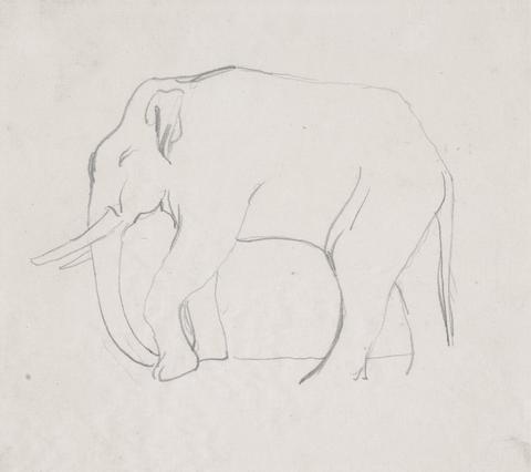 Daniel Maclise An Elephant, walking to left