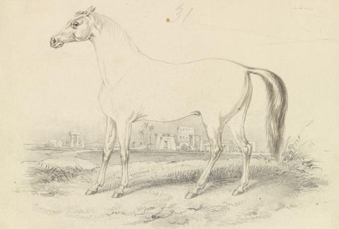 Charles Hamilton Smith The Dongola Horse