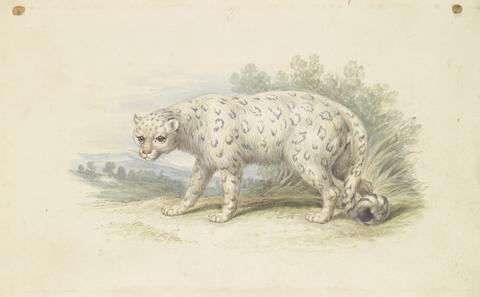 Charles Hamilton Smith Snow Leopard