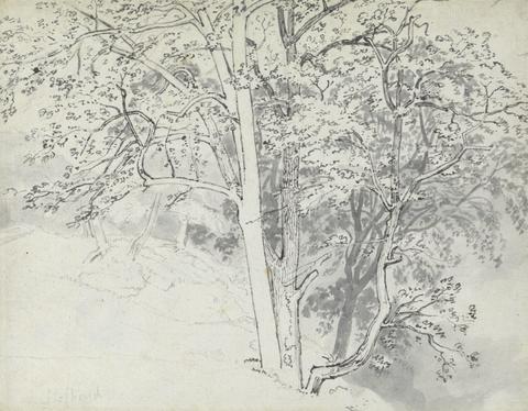 Thomas Stothard Study of Trees