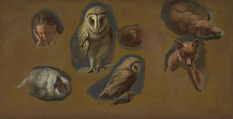 Jacques-Laurent Agasse Studies of a Fox, a Barn Owl, a Peahen, and the Head of a Young Man