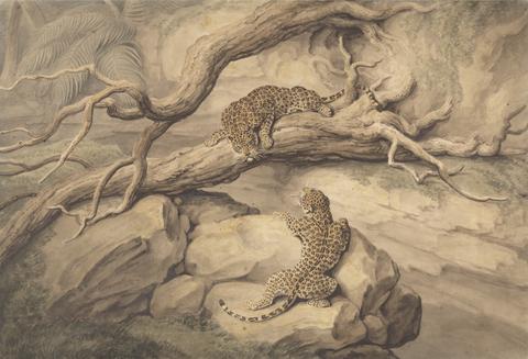 Samuel Howitt Leopards at Play Among Fallen Trees and Rocks