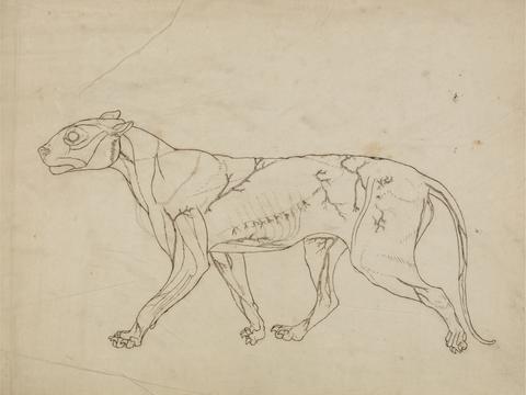 George Stubbs Tiger Body, Lateral View (Outline study of the surface muscles and their blood supply, probably made for a key figure)