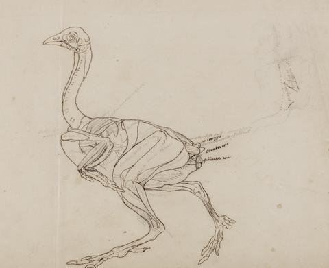 George Stubbs Dorking Hen Body, Lateral View (Outline drawing of the muscles)