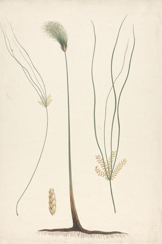 Luigi Balugani Cyperus papyrus L. (Papyrus Sedge): finished drawing of steam and flowering head, with details of inflorescence left and right