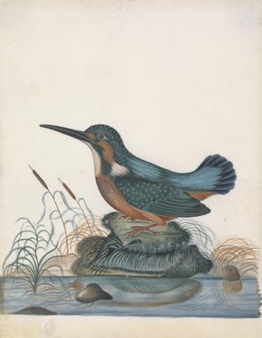 Common Kingfisher (Alcedo atthis) from the natural history cabinet of Anna Blackburne.