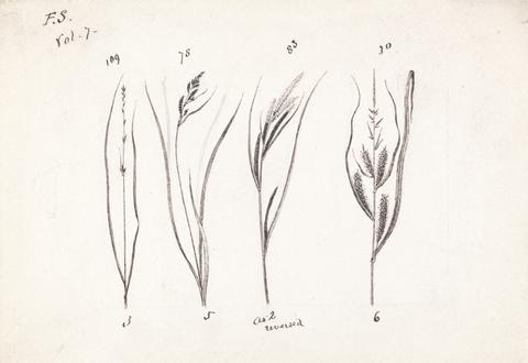 John Ruskin Four Species of Grasses