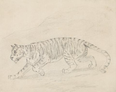 Sawrey Gilpin Tiger