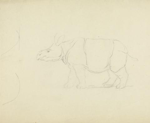 James Sowerby A Rhinoceros