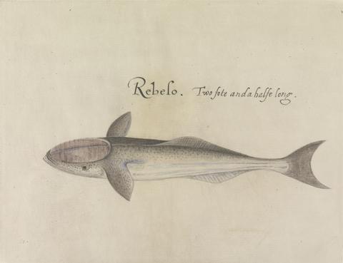 Mrs. P. D. H. Page Remora, Dorsal View I, After the Original by John White in the British Museum [Caribbean and Oceanic, No. 28 A]