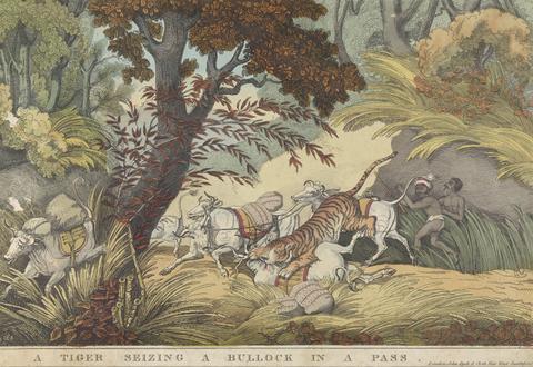unknown artist A Tiger Seizing a Bullock in a Pass