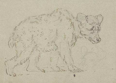 Sawrey Gilpin Study of a bear