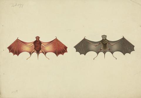 unknown artist Two Bats