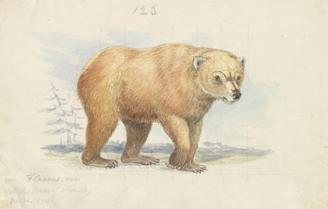 Charles Hamilton Smith The Brown Bear