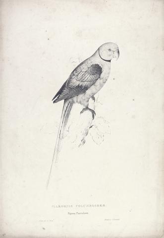 Edward Lear Palaeornia Columbiodes / Pigeon Parrakeet (Plate 31)