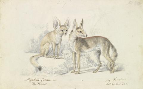 Charles Hamilton Smith Fennec of Bruce and Red Backed Fennec