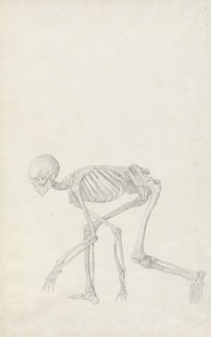 George Stubbs Human Skeleton, Lateral View (in Crouching Posture; finished study for an unpublished table)