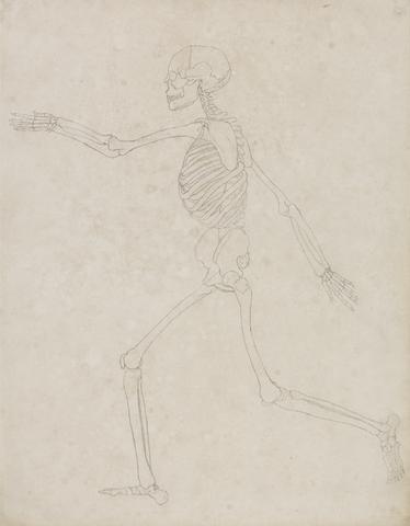 George Stubbs Human Skeleton, Lateral View (May have been initially prepared for use as a key figure to Table III but later abandoned)