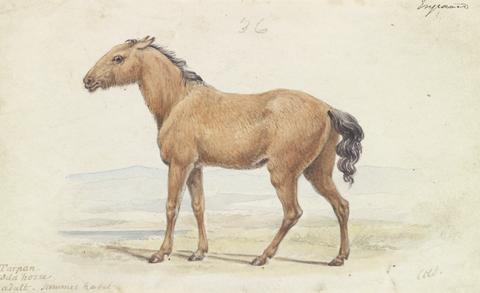 Charles Hamilton Smith The Tarpan. Wild Horse. Native to Russia