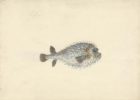 John Smart A Porcupine Fish