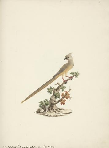 Luigi Balugani Colius striatus (Speckled Mousebird)