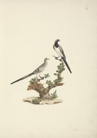 Luigi Balugani Oena capensis (Namaqua Dove)