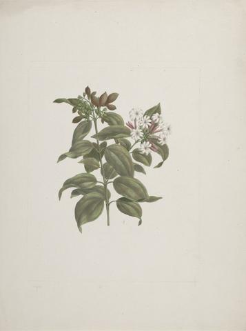Luigi Balugani Jasminum dichotomun Vahl (African jasmine): finished drawing