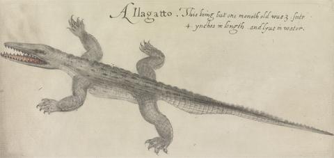 Mrs. P. D. H. Page Alligator or Crocodile, after the Original by John White in the British Museum [Caribbean and Oceanic, No. 10 A]