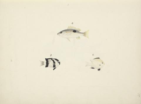 Luigi Balugani Three Unidentified Fish