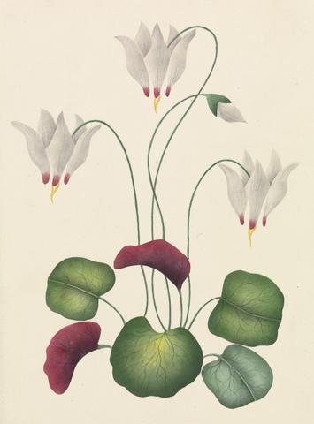 unknown artist Flower with Three Blossoms