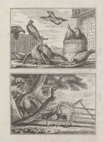 George Bickham the Elder Doves and Pheasants on two plates on one sheet for 'A New Kind of Drawing Book...of various kinds of Birds Drawn from Life by Mr. Francis Barlow' 1731 (1 of 9)