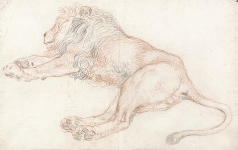 unknown artist Study of a Lion, Resting