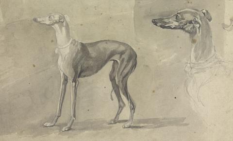 Sawrey Gilpin A Greyhound