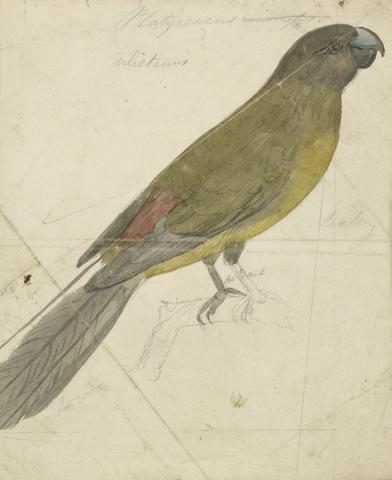 James de Carle Sowerby A Parrot