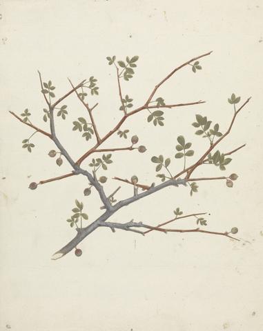 Luigi Balugani Commiphora gileadensis (L.) C. Chr. (Balm of Gilead, Opobalsam): finished drawing of fruiting branch