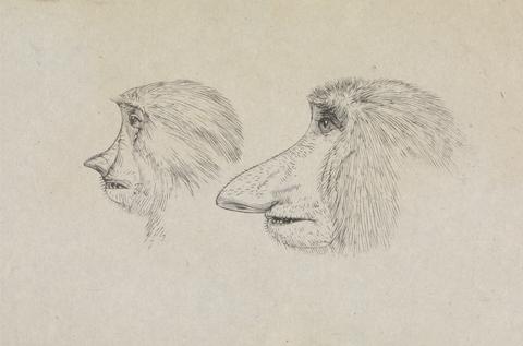 James de Carle Sowerby Heads of Two Proboscis Monkeys
