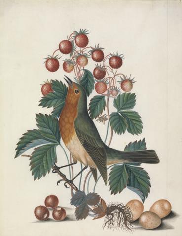 Bolton, James, active 1775-1795, artist. European robin (Erithacus rubecula) and eggs, with wild strawberry (Fragaria vesca L.), from the natural history cabinet of Anna Blackburne.