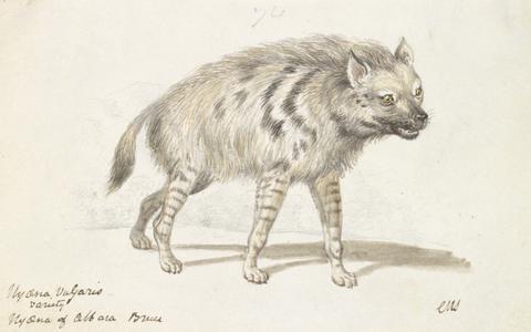 Charles Hamilton Smith The Hyena of Albara