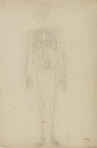 George Stubbs Human Skeleton, Anterior View