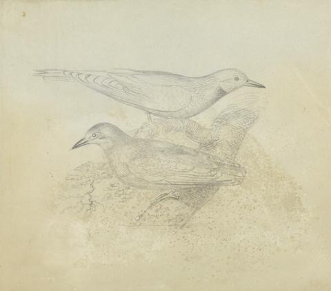 James Sowerby Two Birds on a Branch