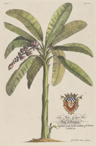 Georg Dionysius Ehret The Banana Tree, Plate 16