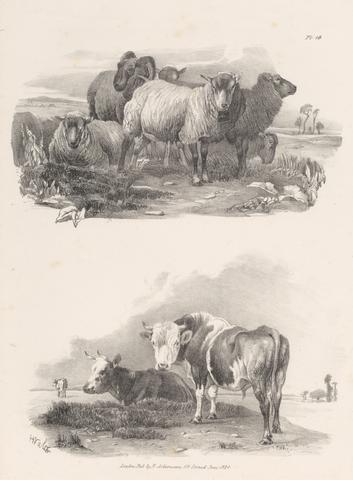 Henry Walter Untitled Images of Livestock, Plate 16