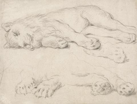 unknown artist Studies of a Sleeping Lion