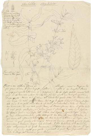 Luigi Balugani Aitan Balalitti (Woodfordia uniflora)