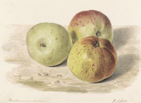 James Sillett The Summer Lodden, Sept. 1832: A Still Life Study of Three Apples