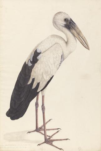 unknown artist An Asian Openbill Stork (Anastomus oscitans)
